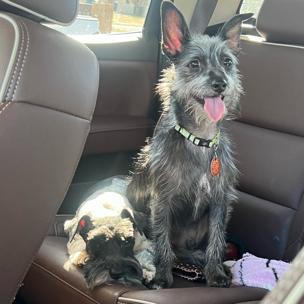 Thanks for Stopping By!❤️ Pet Friendly Closet! My brood of 7 🐾 - Picture 9 of 16